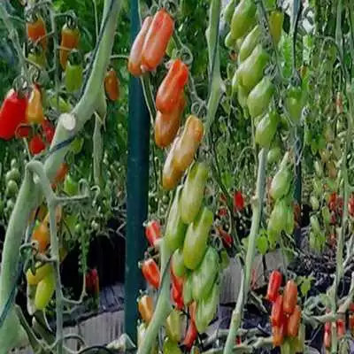 Play Hydroponics Vegetables