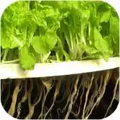 Free play online Hydroponic System Designs APK