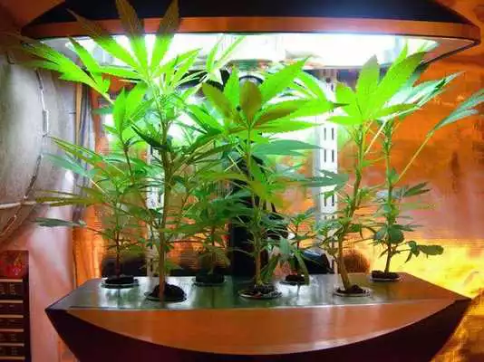 Play Hydroponic System Designs