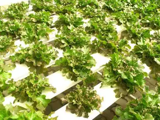 Play Hydroponic System Designs