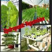 Free play online Hydroponic Vegetables APK