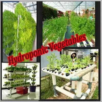 Play Hydroponic Vegetables
