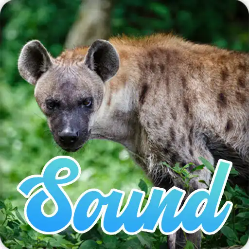 Play Hyena Sounds Effect APK