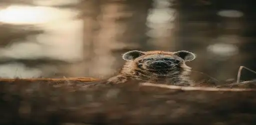 Play Hyena sounds  and enjoy Hyena sounds with UptoPlay
