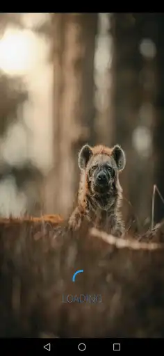 Play Hyena sounds as an online game Hyena sounds with UptoPlay