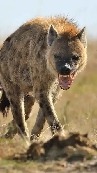 Play Hyena Wallpaper and enjoy Hyena Wallpaper with UptoPlay Play Hyena Wallpaper and enjoy Hyena Wallpaper with UptoPlay