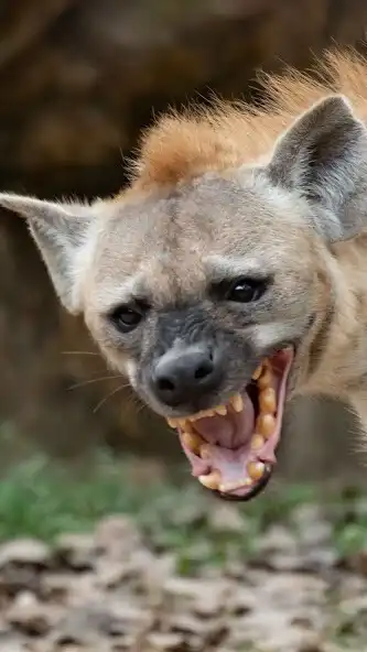 Play Hyena Wallpaper as an online game online Hyena Wallpaper with UptoPlay Play Hyena Wallpaper as an online game Hyena Wallpaper with UptoPlay