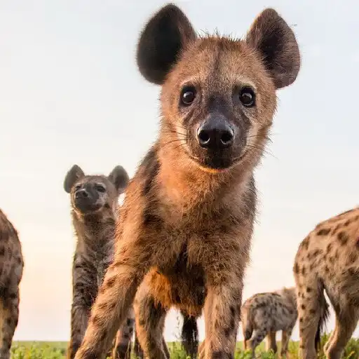 Play Hyena Wallpapers APK