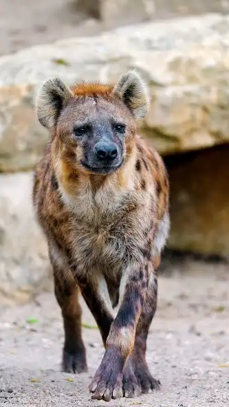 Play Hyena Wallpapers and enjoy Hyena Wallpapers with UptoPlay Play Hyena Wallpapers and enjoy Hyena Wallpapers with UptoPlay