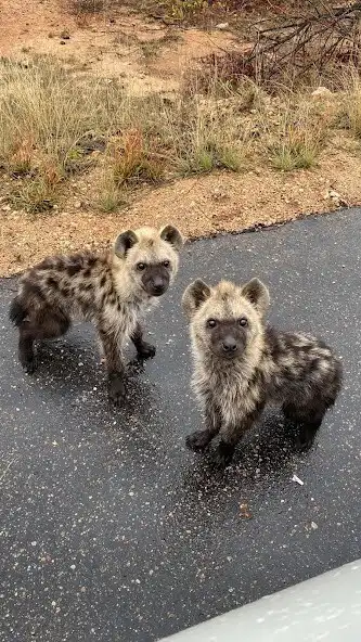 Play Hyena Wallpapers as an online game online Hyena Wallpapers with UptoPlay Play Hyena Wallpapers as an online game Hyena Wallpapers with UptoPlay