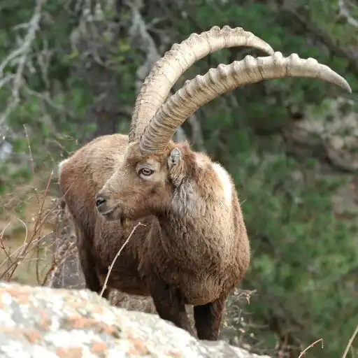 Play Ibex Wallpaper APK