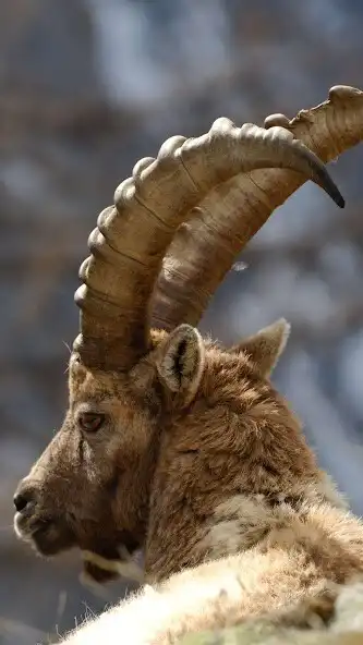 Play Ibex Wallpaper  and enjoy Ibex Wallpaper with UptoPlay