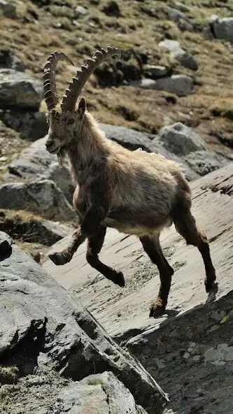 Play Ibex Wallpaper as an online game Ibex Wallpaper with UptoPlay