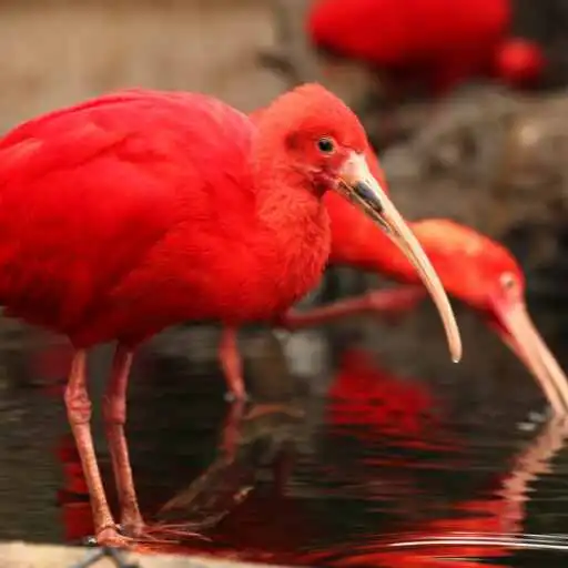 Play Ibis Wallpaper APK