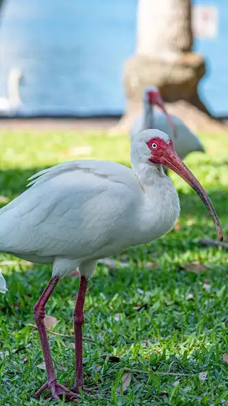 Play Ibis Wallpaper  and enjoy Ibis Wallpaper with UptoPlay