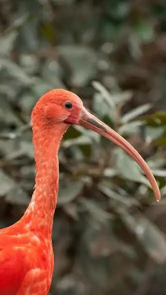 Play Ibis Wallpaper as an online game Ibis Wallpaper with UptoPlay