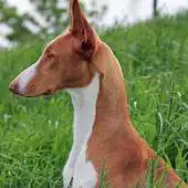 Free play online Ibizan Hound Wallpapers APK Free play online Ibizan Hound Wallpapers APK