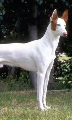 Play Ibizan Hound Wallpapers