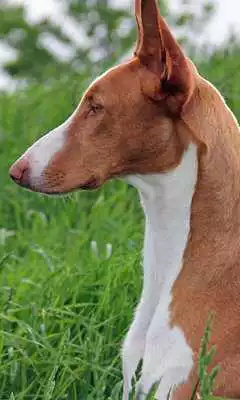 Play Ibizan Hound Wallpapers