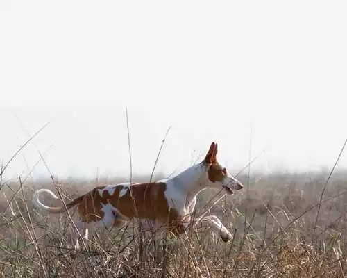 Play Ibizan Hound Wallpapers