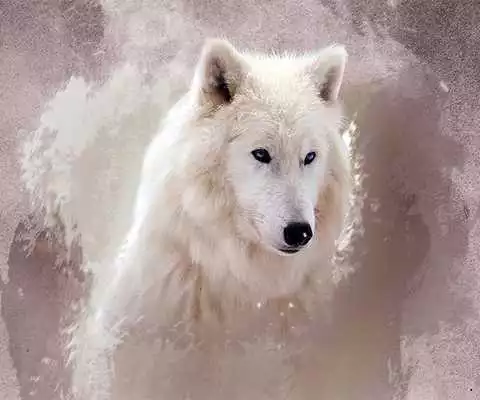 Play Ice Wolf 3D Live Wallpaper