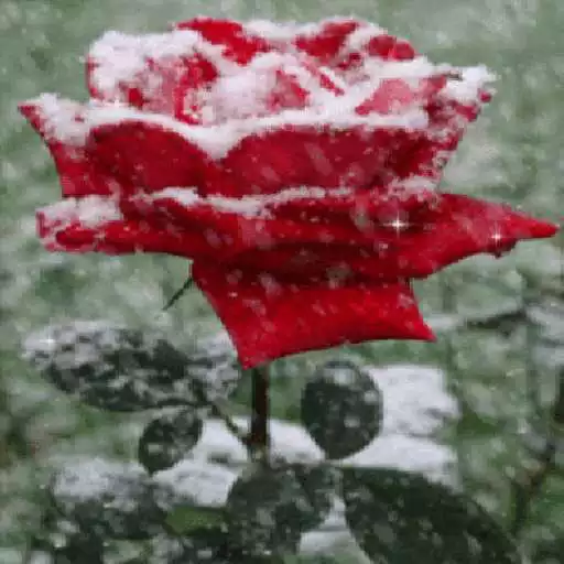 Play Icy Red Rose Live Wallpaper APK Play Icy Red Rose Live Wallpaper APK