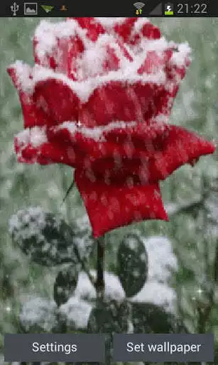 Play Icy Red Rose Live Wallpaper  and enjoy Icy Red Rose Live Wallpaper with UptoPlay