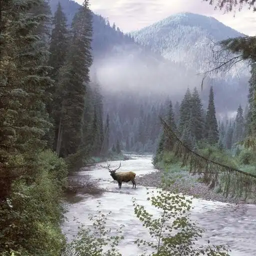 Play Idaho Wallpaper HD APK