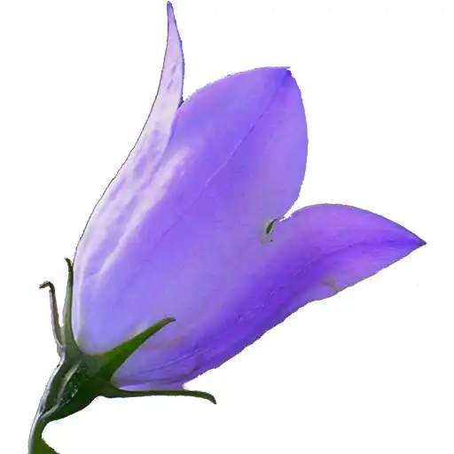 Play Idaho Wildflowers APK Play Idaho Wildflowers APK