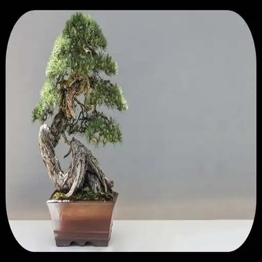 Play idea collection of bonsai plants APK Play idea collection of bonsai plants APK