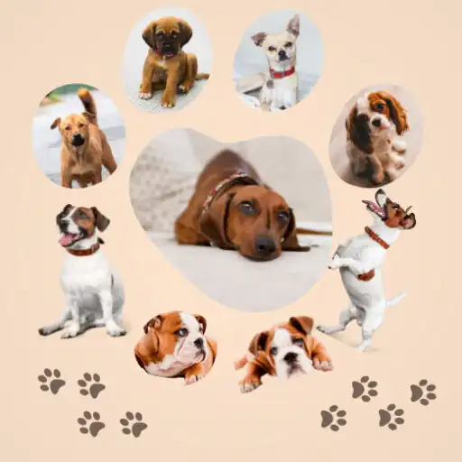 Play Ideal dog breed APK Play Ideal dog breed APK