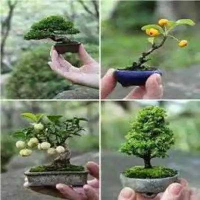 Play Ide Bonsai