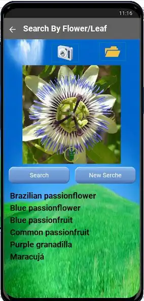 Play Identifies flowers and plants as an online game online Identifies flowers and plants with UptoPlay Play Identifies flowers and plants as an online game Identifies flowers and plants with UptoPlay