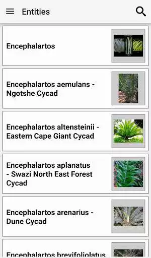 Play APK IDentifyIt Cycads  and enjoy IDentifyIt Cycads with UptoPlay com.lucidcentral.mobile.sanbi.cycad_id