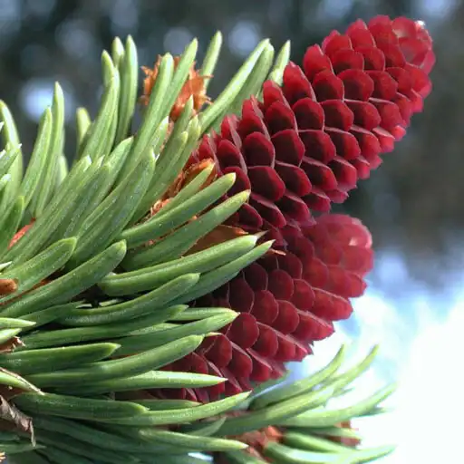 Play iForest - Trees and shrubs APK Play iForest - Trees and shrubs APK