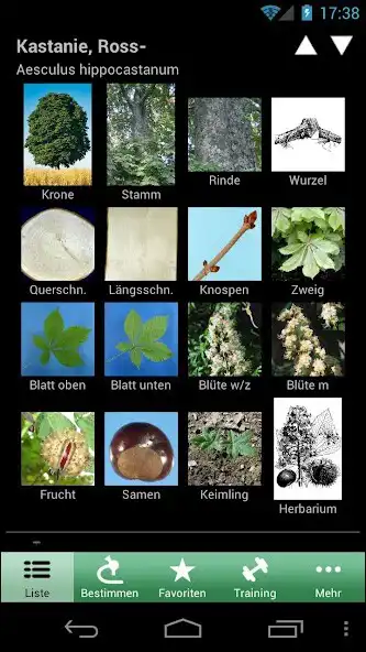 Play iForest - Trees and shrubs as an online game iForest - Trees and shrubs with UptoPlay