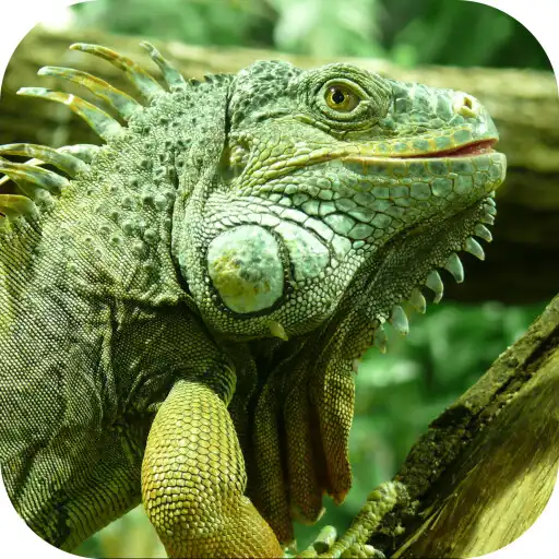 Free play online Iguana. Animal Wallpapers APK Free play online Iguana. Animal Wallpapers APK