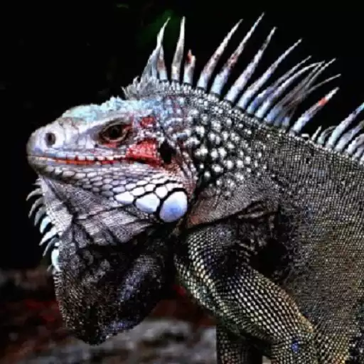 Play Iguana Wallpaper APK
