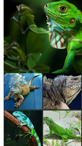 Play Iguana Wallpaper as an online game Iguana Wallpaper with UptoPlay