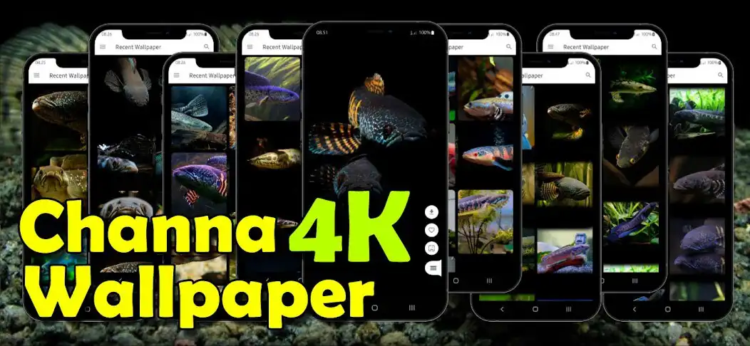 Play Ikan Channa Wallpaper 4K and enjoy Ikan Channa Wallpaper 4K with UptoPlay Play Ikan Channa Wallpaper 4K and enjoy Ikan Channa Wallpaper 4K with UptoPlay