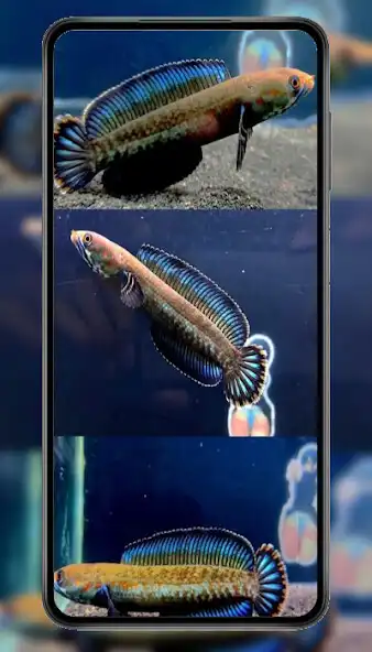 Play Ikan Channa Wallpaper  and enjoy Ikan Channa Wallpaper with UptoPlay