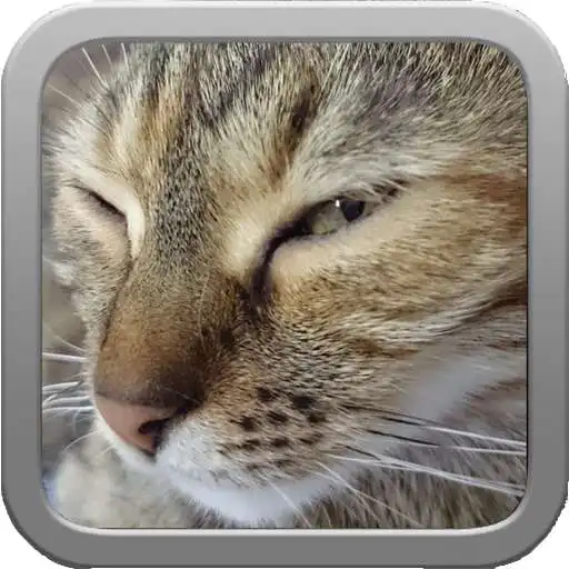 Play ImageGawker (image viewer with shuffle) 1.6 APK Play ImageGawker (image viewer with shuffle) 1.6 APK
