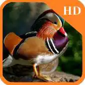 Free play online Imagenes de Aves APK Free play online Imagenes de Aves APK