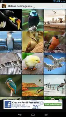Play Imagenes de Aves