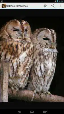 Play Imagenes de Aves