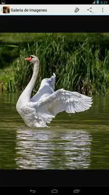 Play Imagenes de Aves