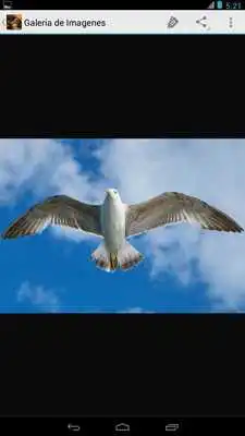 Play Imagenes de Aves