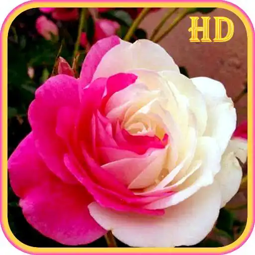 Run free android online Imagenes de Flores y Rosas APK