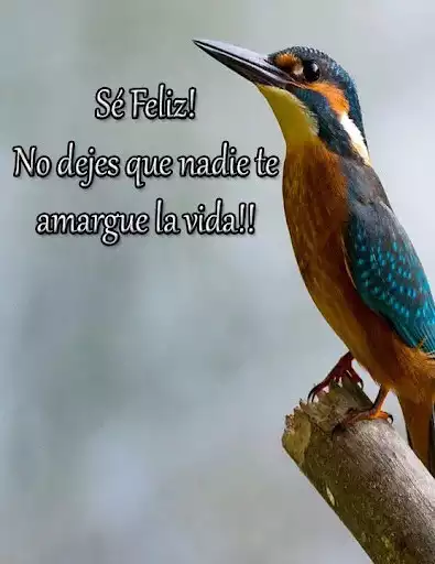 Play Imagenes de frases sabias as an online game Imagenes de frases sabias with UptoPlay