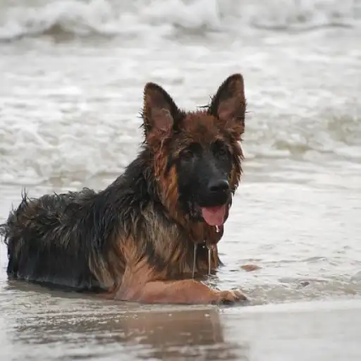 Play Imagenes del Pastor Aleman APK